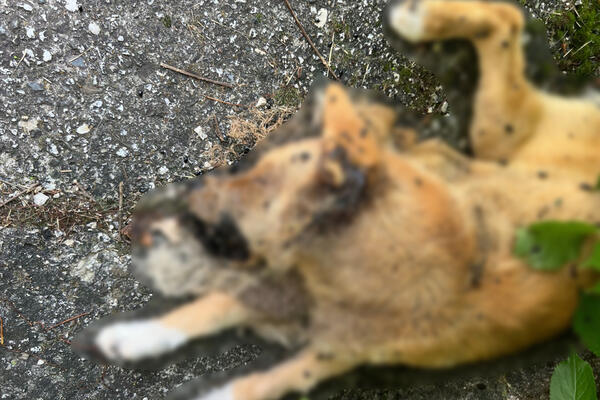 IRFAN IZ PRIJEPOLJA ZATEKAO JEZIV PRIZOR U KOMŠIJSKOM DVORIŠTU: Nije mogao da veruje ŠTA VIDI, ovo je HOROR! (FOTO)