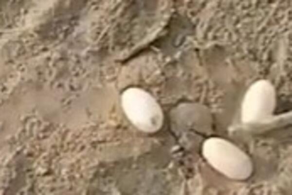 LOPATOM JE UDARAO PO JAJIMA, A NIJE NI SLUTIO ŠTA ĆE IZAĆI IZ NJIH: Uopšte mu nije bilo svejedno kada je video...