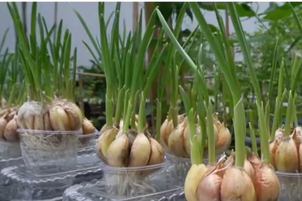 ZABORAVITE NA KUPOVINU KINESKOG BELOG LUKA: Napravite malenu baštu kod kuće, treba vam samo VODA i još JEDNA STVAR