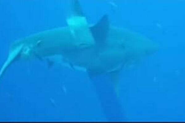 NAUČNICI VRLO ZABRINUTI: Da li je OVO dokaz da jedna ČUDOVIŠNA životinja i dalje postoji? (VIDEO)