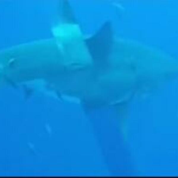 NAUČNICI VRLO ZABRINUTI: Da li je OVO dokaz da jedna ČUDOVIŠNA životinja i dalje postoji? (VIDEO)