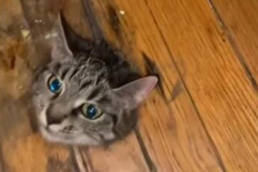 NIJE IGRAČKA, OVO JE PRAVA MAČKA: Internet u ŠOKU, niko ne razume kako joj je GLAVA završila na podu