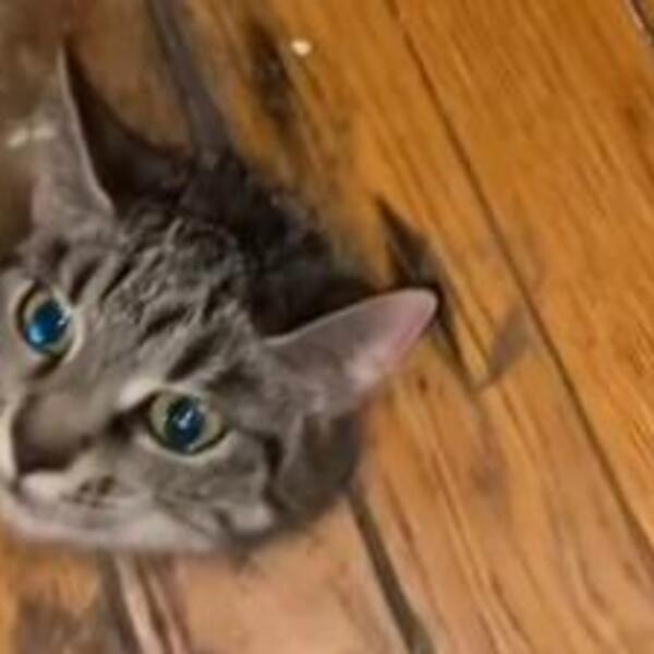 NIJE IGRAČKA, OVO JE PRAVA MAČKA: Internet u ŠOKU, niko ne razume kako joj je GLAVA završila na podu