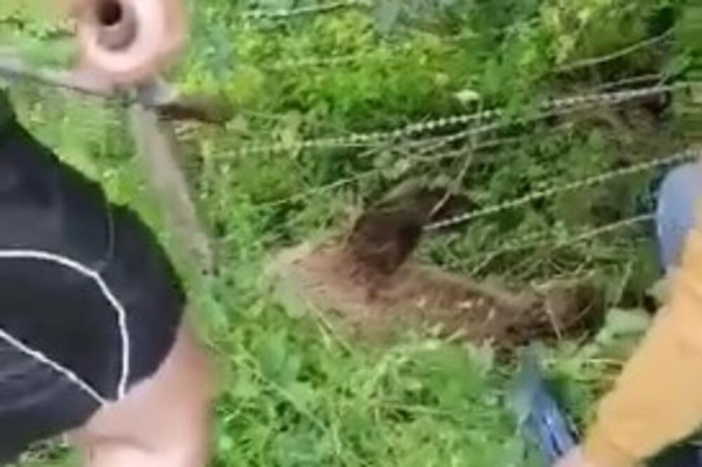 OVAKAV PRIZOR SE RETKO VIĐA KOD NAS: Plemeniti ljudi SPASILI bespomoćnu MEČKU koja se ZAGLAVILA u ŽICI (VIDEO)