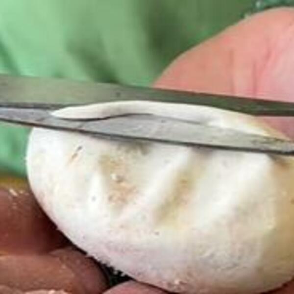 UZEO JE JAJE U RUKE, A ONDA GA JE PRESEKAO MAKAZAMA: Ono što je izašlo je TOLIKO LJIGAVO, ovo se RETKO VIĐA (VIDEO)