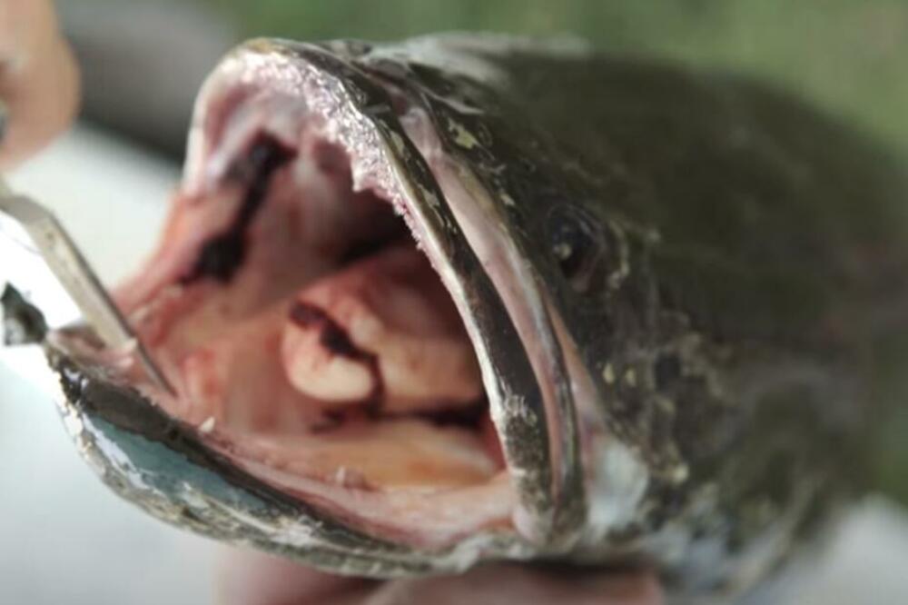 OVA ZMIJOGLAVA RIBA MOŽE DA ŽIVI NA SUVOM, I JAKO JE OPASNA: Ako je vidite obavezno je UBIJTE, drugog SPASA NEMA