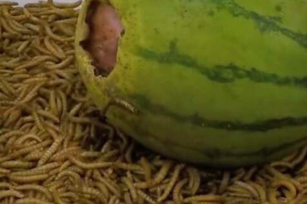 STAVIO LUBENICU U TEPSIJU PUNU CRVA I GLEDAO KAKO NESTAJE: Pogledajte ako smete, ovoliko im treba da je SMAŽU