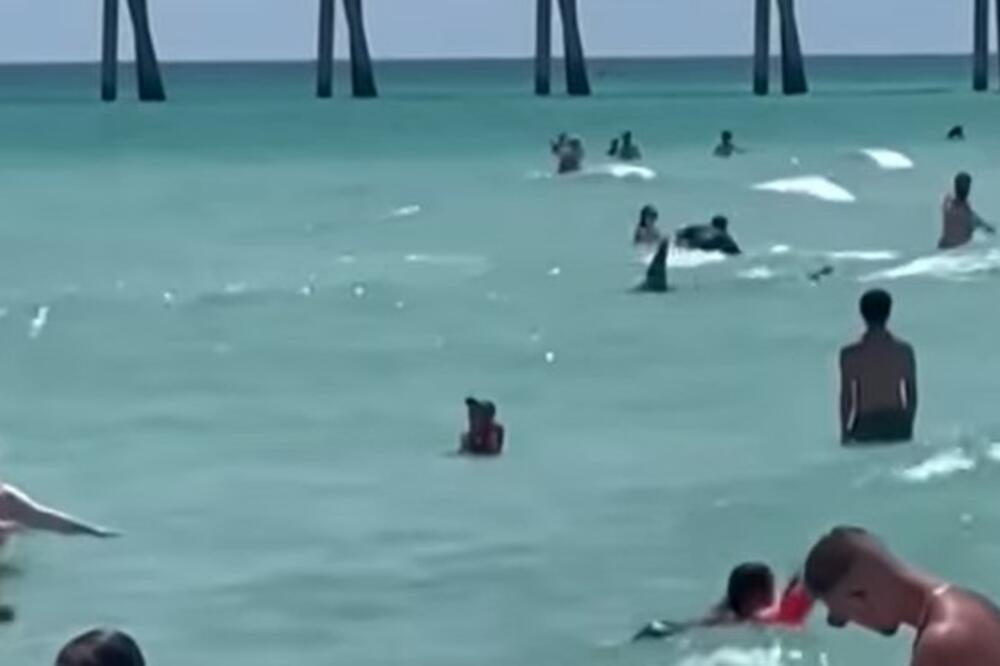 AJKULA KRUŽILA OKO KUPAČA U PLIĆAKU, LJUDI PANIČNO BEŽALI IZ VODE: Odigrala se prava DRAMA, isplivao JEZIV SNIMAK