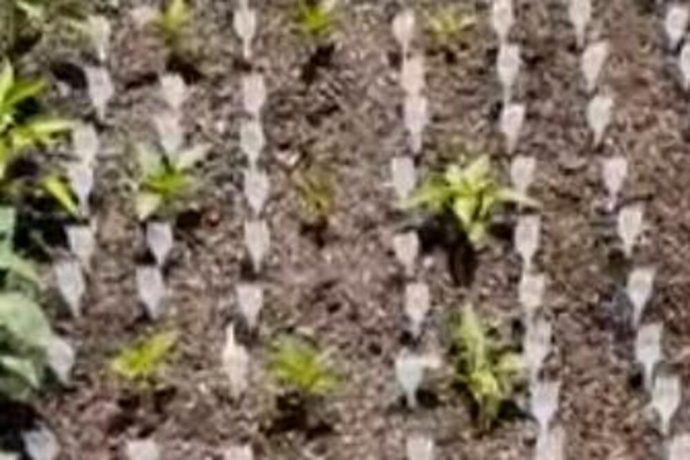 Ljudi masovno vezuju žute trake u baštama: Ozbiljan problem, koji muči mnoge nestaje preko noći