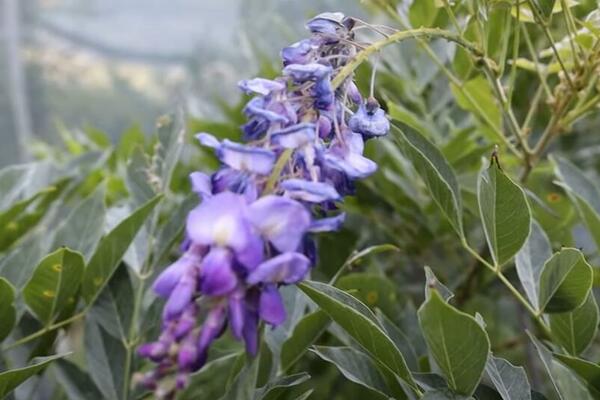 MNOGI SU ČULI ZA PLAVU KIŠU, ALI NE ZNAJU KOLIKO JE ONA KORISNA: Odmah ćete je NABAVITI i staviti na OVO MESTO