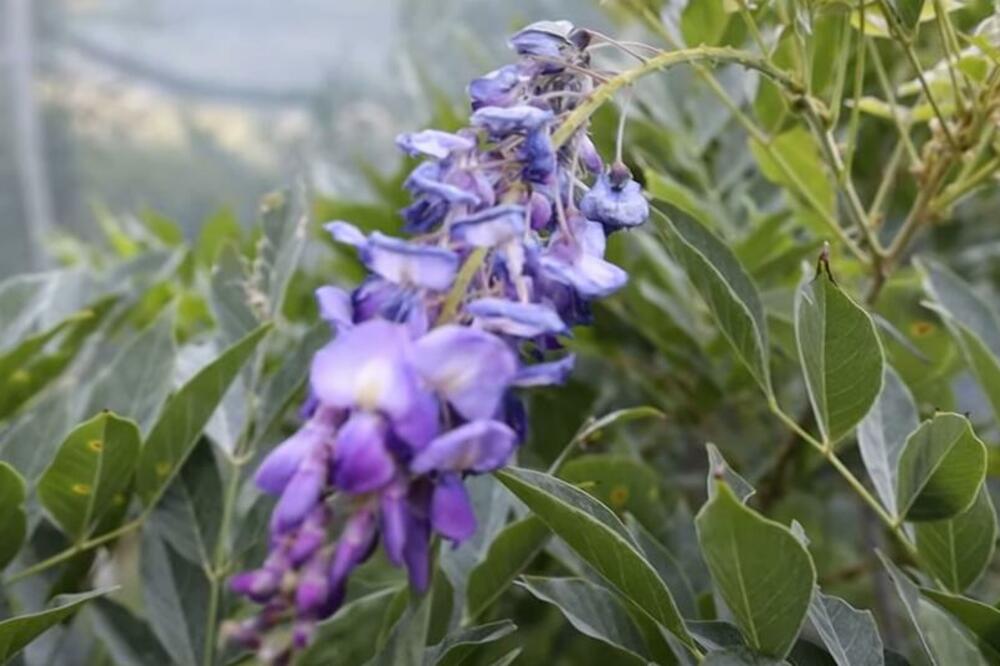 MNOGI SU ČULI ZA PLAVU KIŠU, ALI NE ZNAJU KOLIKO JE ONA KORISNA: Odmah ćete je NABAVITI i staviti na OVO MESTO
