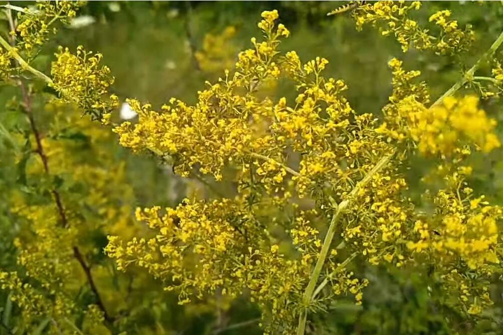 KOJE CVEĆE BI TREBALO DA IMATE U KUĆI NA IVANJDAN: Zovu ga i Bogorodičin pomoćnik, evo kakvu SNAGU ima