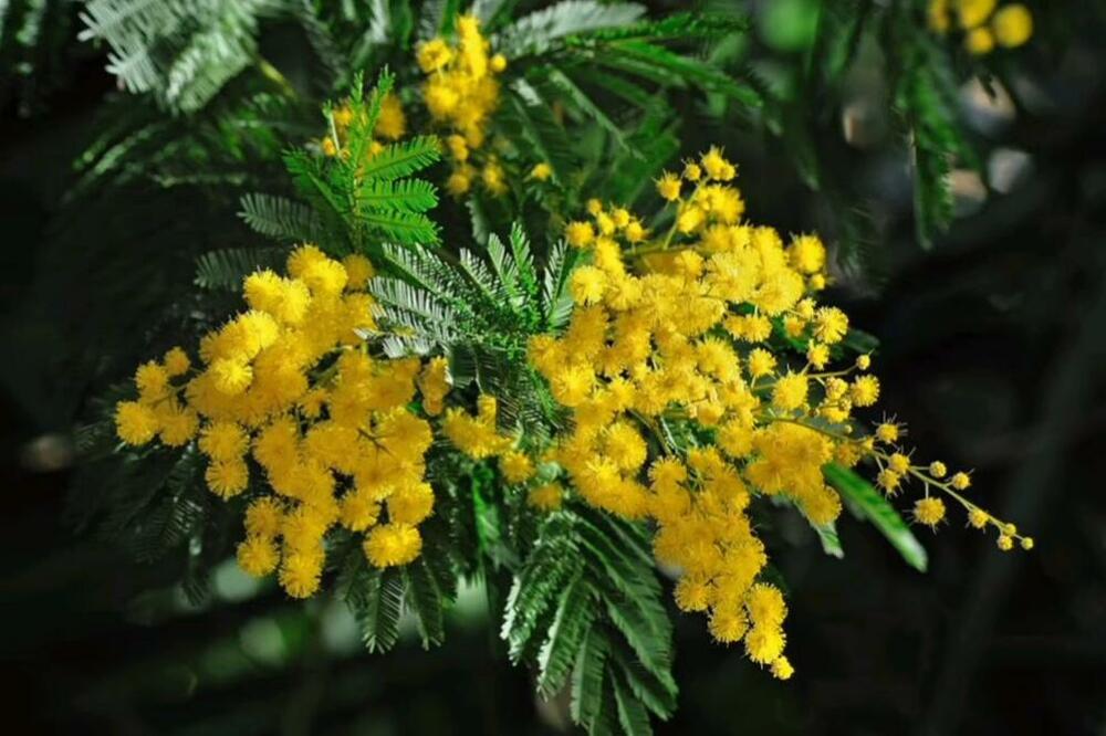 OVO APSOLUTNO SVI BACAJU U SMEĆE: Ali, ako stavite na dno saksije, cveće će raditi kao ludo, A KOŠTA 0 DINARA