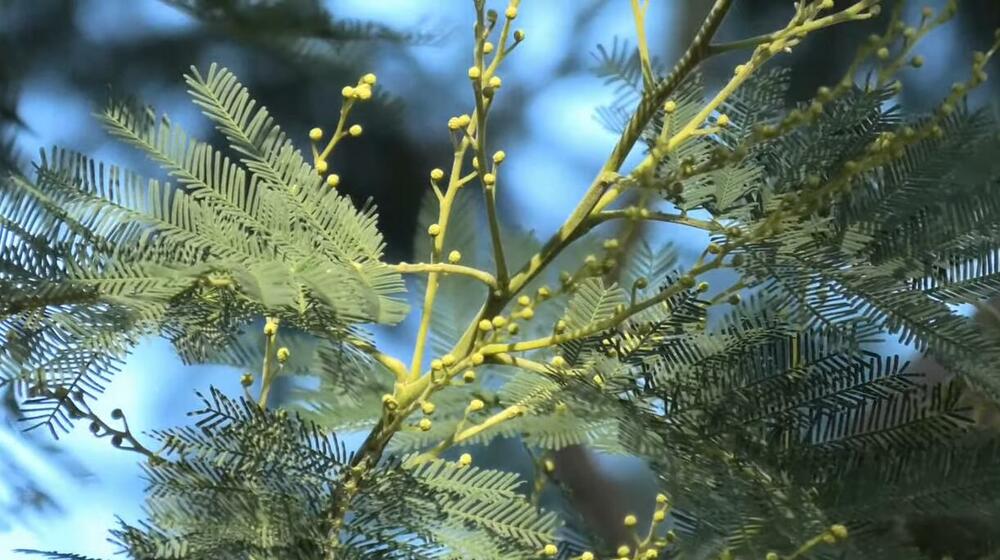 Mimoza, Cvet, Cveće