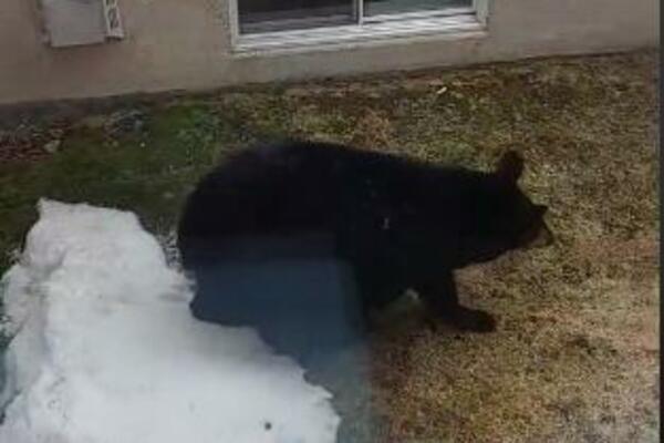 VIDEO TRAGOVE U DVORIŠTU, PA POSTAVIO KAMERU: Imao je i šta DA VIDI, pojavila se ZVER, a nije BILA SAMA (VIDEO)