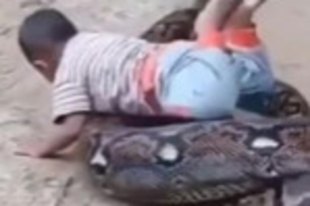 ODAKLE HRABROST OVOM DETETU!? Pogledajte kako se MALIŠAN igra sa OGROMNOM zmijurinom, ovo nije REALNO! (VIDEO)
