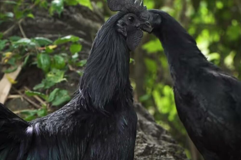 Crne koke zvane "lamborgini" stigle u Pojate: Srbi razvili biznis sa njima, cena jednog komada je kao nečija plata!