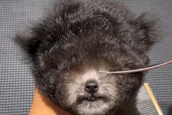 OVAJ GRUMER IMA HIRURŠKI PRECIZNE RUKE: Koristi najoštrije MAKAZE na svetu da bi najslađi ŠTENCI progledali (VIDEO)