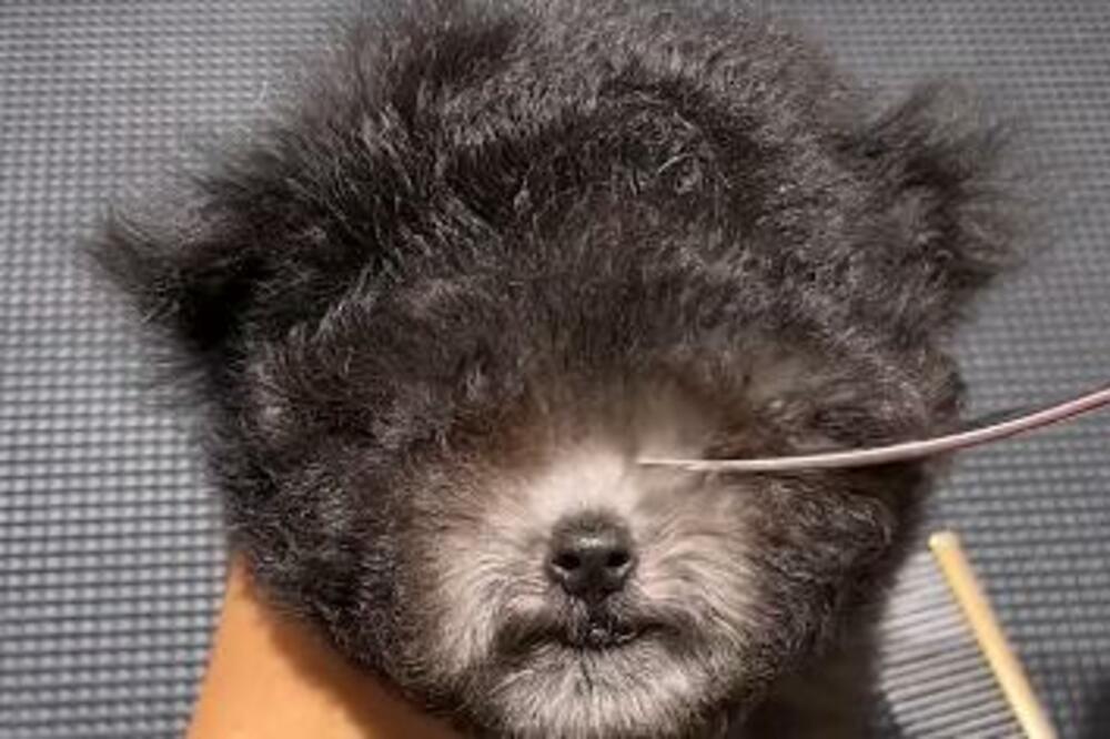 OVAJ GRUMER IMA HIRURŠKI PRECIZNE RUKE: Koristi najoštrije MAKAZE na svetu da bi najslađi ŠTENCI progledali (VIDEO)