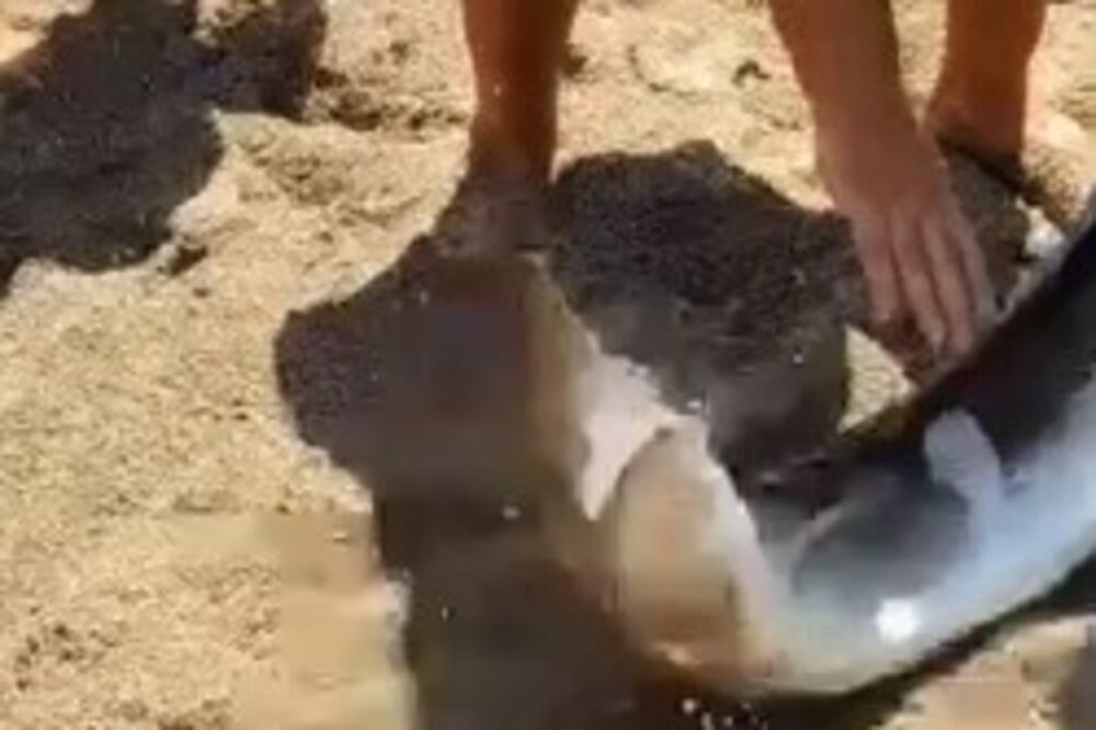 NIKADA SE NE PONOVILO: Scena u Crnoj Gori koja je usnimljena pre par godina nije normalna (VIDEO)