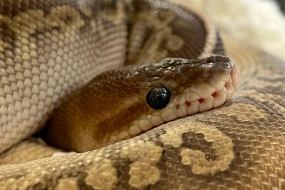 OVO JE NAJSKUPLJA ZMIJA NA SVETU, PAŠĆETE SA STOLICE KADA VIDITE KOLIKO KOŠTA: Ova SUMA nije REALNA, šta mislite?