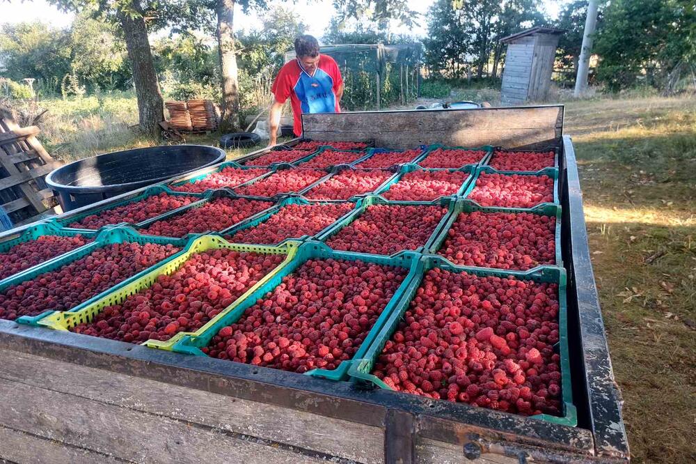 LOME SE KOPLJA OKO OTKUPNE CENE: Malinari strepe, a sezona berbe UVELIKO ODMIČE!