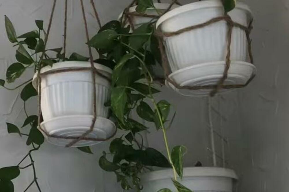 OVO JE NAJBOLJA PRIHRANA ZA CVEĆE TOKOM ZIME : Od ovoga ne može JEDNOSTAVNIJE i JEFTINIJE, BUJAĆE kao iz VODE