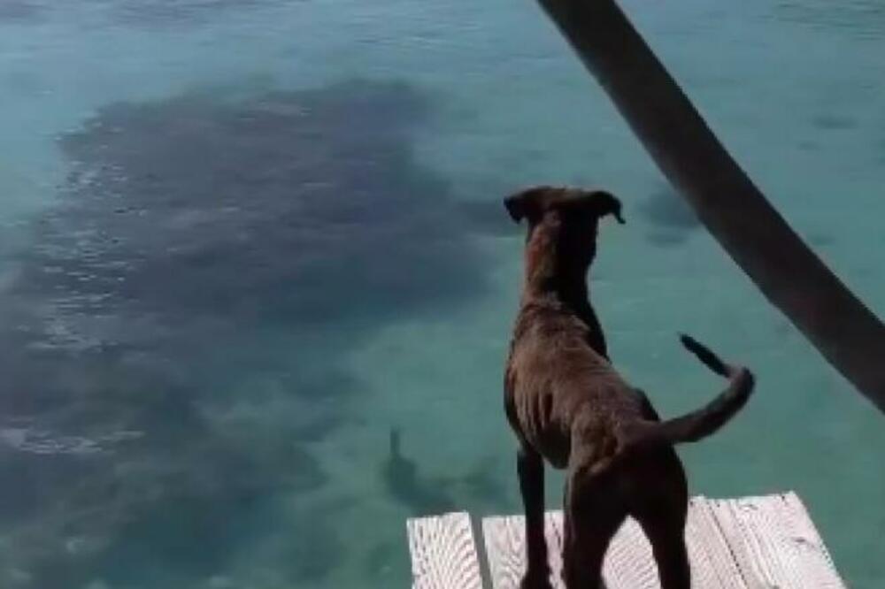 PSI UŽIVALI SU NA DOKU KADA JE OVO STVORENJE ZAPLIVALO ISPOD NJIH: Usledila nezapamćena drama (VIDEO)