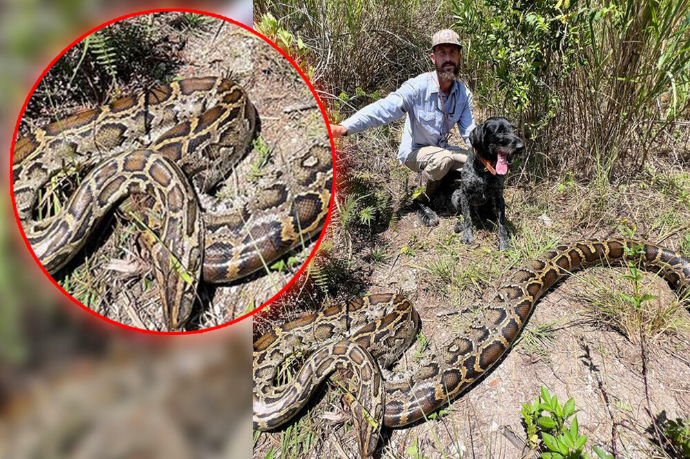 ČUVENI HVATAČ ZMIJA IZVUKAO OGROMNOG MONSTRUMA IZ MOČVARE: Gledajte samo šta je uklonio iz EKO SISTEMA! (FOTO)