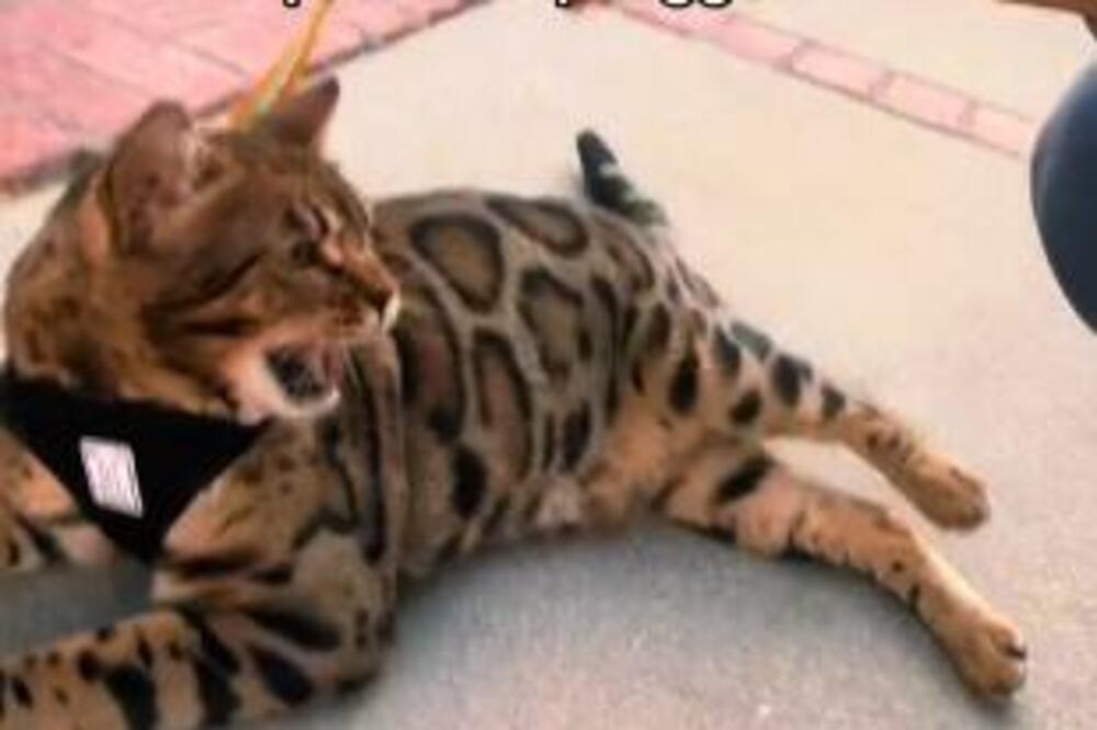 IZVELA JE MAČKA U ŠETNJU, A ONDA JE DOŠLO VREME DA SE VRATE KUĆI: Odreagovao je BESNO, vlasnica ZAMOLILA ZA POMOĆ