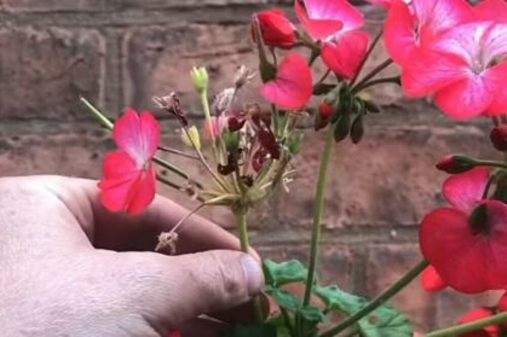 SPKINJE SU POLUDELE ZA OVIM CVETOM, A NE ZNAJU KLJUČNU CAKU: Samo ako ga OVAKO ZALIVATE cvetaće do ZIME