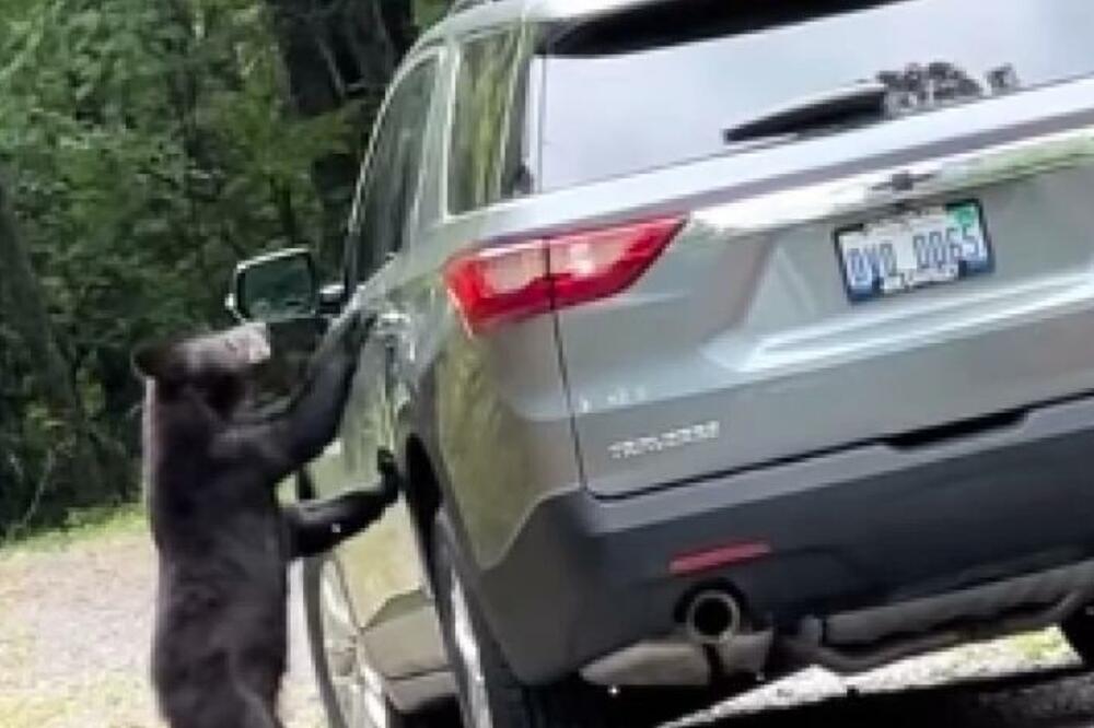 MEDVED NAIŠAO NA AUTOMOBIL, PA KRENUO KA VRATIMA: O mladiću koji ga je SNIMAO svi osuli PALJBU zbog... (VIDEO)