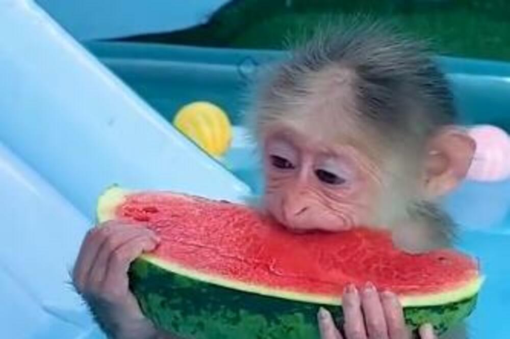 KADA BUDETE VIDELI KAKO OVAJ MAJMUN UŽIVA POŽELEĆETE ISTO: Ovo je nešto NAJSLAĐE što ćete pogledati danas (VIDEO)