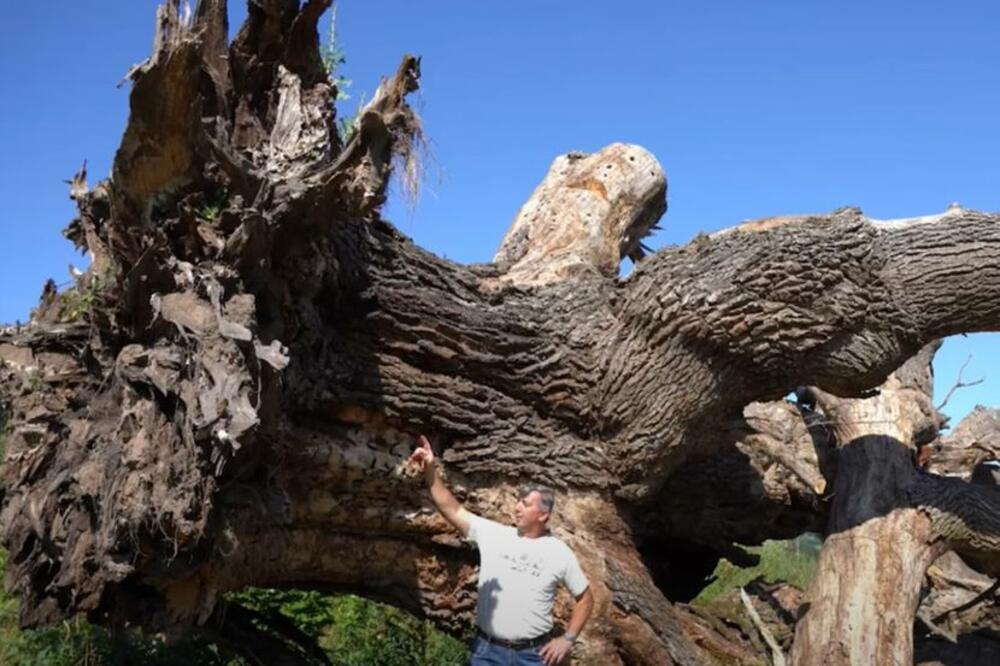 DIRLJIVA PRIČA O DŽINU IZ ZLOTA: Prekinut VEK jednom od NAJSTARIJIH hrastova u Srbiji! (VIDEO)