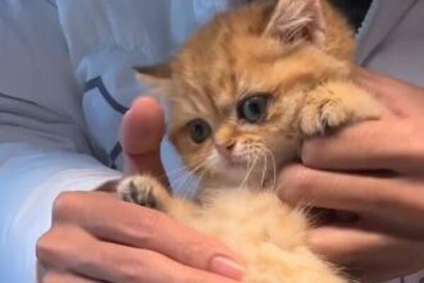 OVO JE NEŠTO NAJSLAĐE ŠTO STE IKAD VIDELI: Mnogi misle da je PLIŠANA IGRAČKA, jedva staje u ŠAKU (VIDEO)