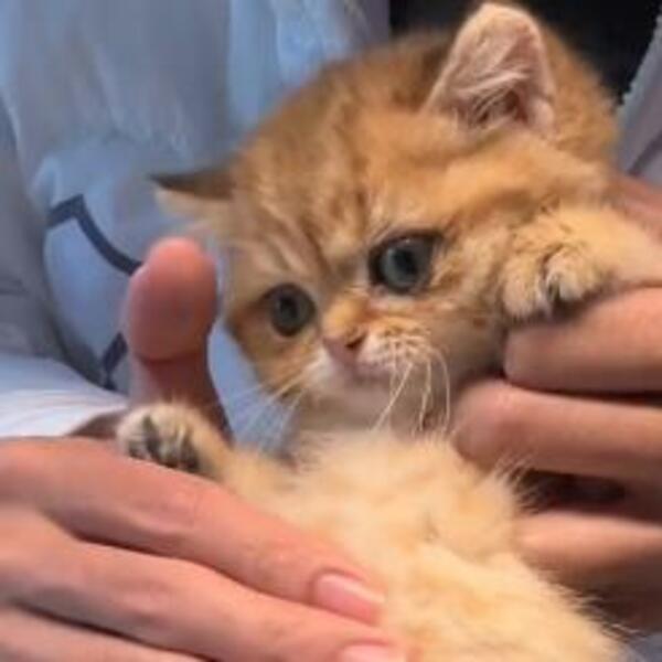 OVO JE NEŠTO NAJSLAĐE ŠTO STE IKAD VIDELI: Mnogi misle da je PLIŠANA IGRAČKA, jedva staje u ŠAKU (VIDEO)