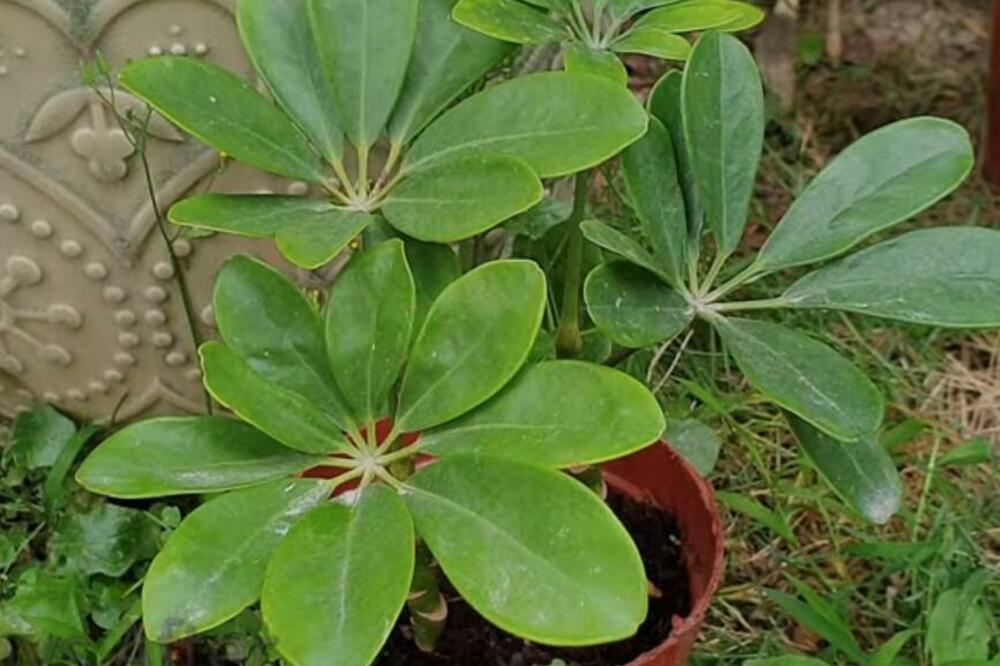 NAJČEŠĆE GREŠKE ZBOG KOJIH CVEĆE PRESTAJE SA RASTOM: Samo ovako će biti BUJNO i neće se sušiti ni po VRUĆINI