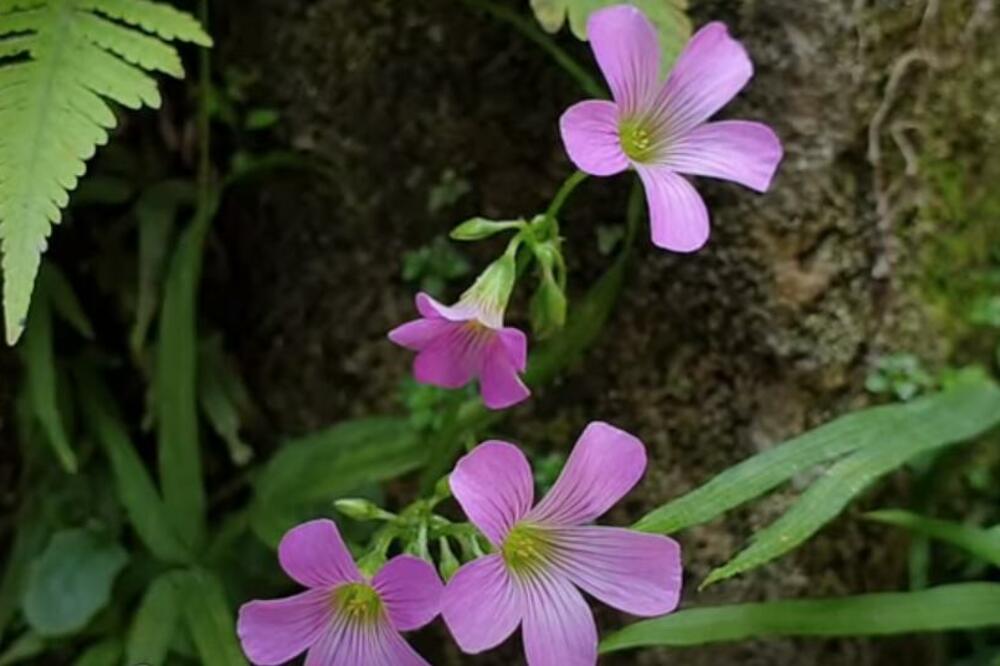 SRBI SA SELA GODINAMA OVU BILJKU JEDU NA BADNJI DAN: Zbog NJE imaju PARE tokom cele godine, u to VEROVANJE se kunu