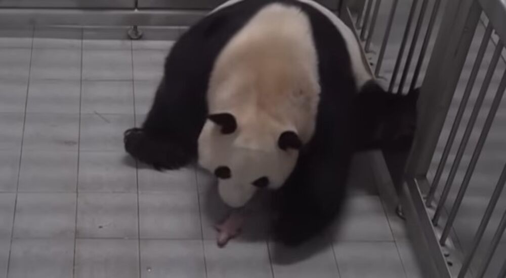 Mama panda sa beba pandom
