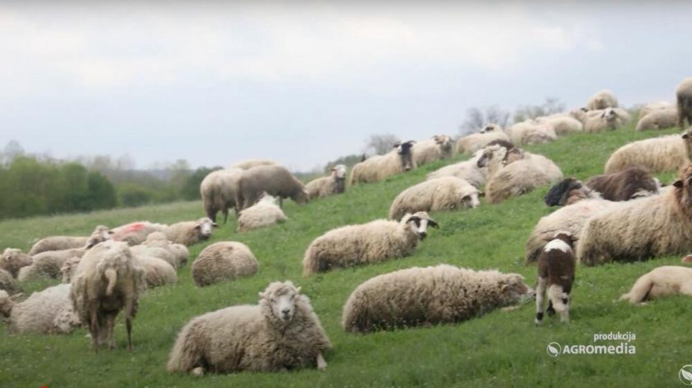 Gojkove ovce