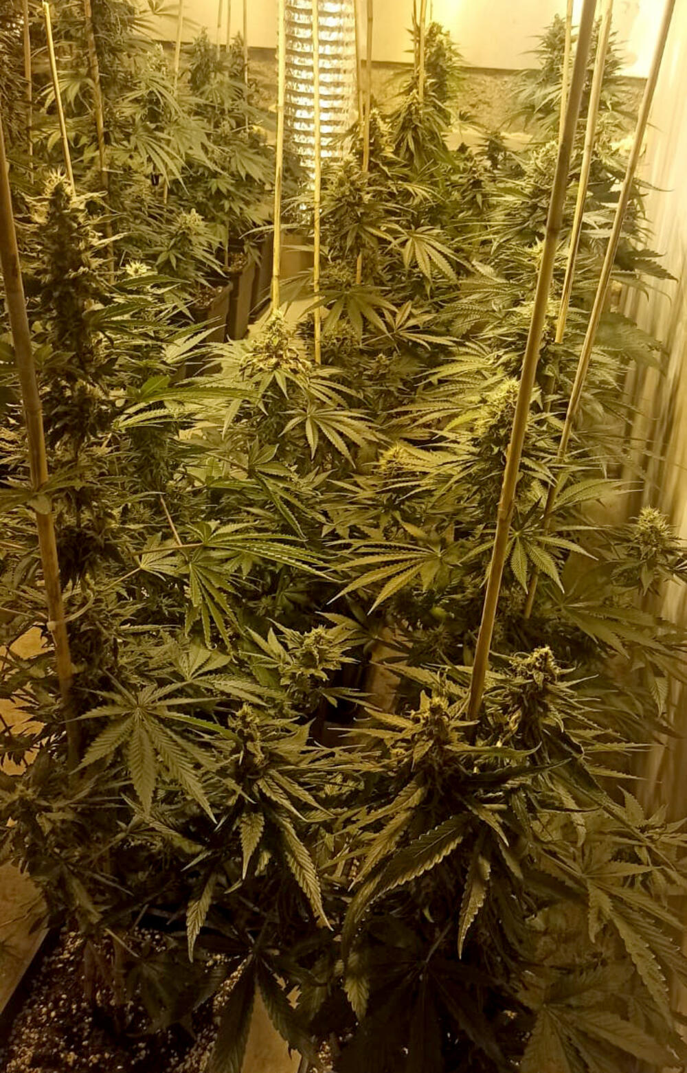 Marihuana, ilustacija