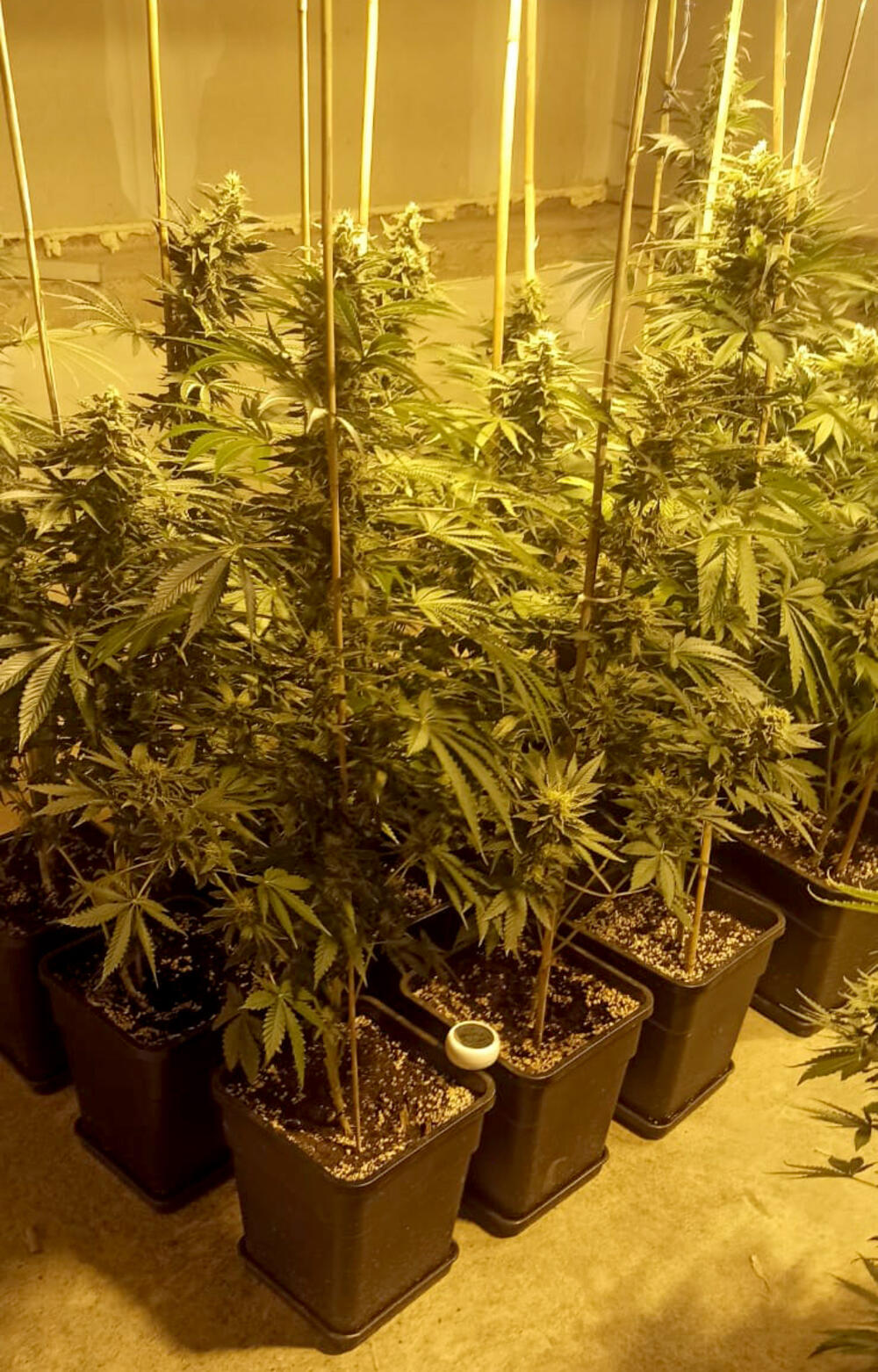 Marihuana, ilustacija