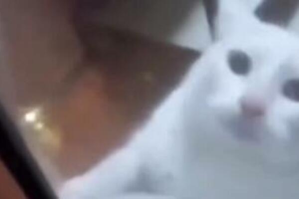 "UŽIVO TOM I DŽERI": Ova mačka je KRALJICA DRAME, kada vidite od koga BEŽI plakaćete OD SMEHA (VIDEO)