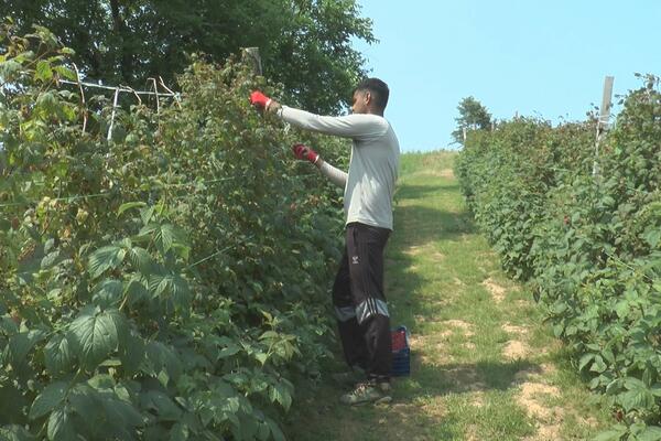 VISOK JE I SNAŽAN, A TEK KOLIKO NABERE: Nauvin je prava ATRAKCIJA u selu Trešnjevica, a evo i zašto! (FOTO)
