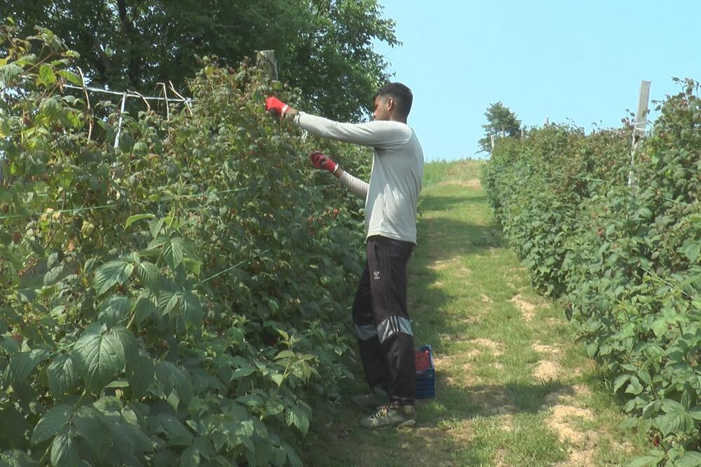 VISOK JE I SNAŽAN, A TEK KOLIKO NABERE: Nauvin je prava ATRAKCIJA u selu Trešnjevica, a evo i zašto! (FOTO)