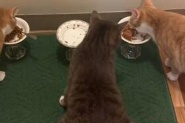 MAČAK UHVAĆEN U KRAĐI, SAD JE JASNO ZAŠTO TAKO IZGLEDA: Vlasnica ga snimila baš u TOM TRENUTKU (VIDEO)