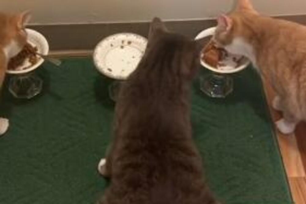 MAČAK UHVAĆEN U KRAĐI, SAD JE JASNO ZAŠTO TAKO IZGLEDA: Vlasnica ga snimila baš u TOM TRENUTKU (VIDEO)