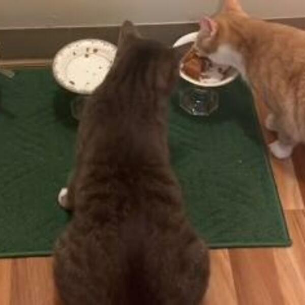 MAČAK UHVAĆEN U KRAĐI, SAD JE JASNO ZAŠTO TAKO IZGLEDA: Vlasnica ga snimila baš u TOM TRENUTKU (VIDEO)