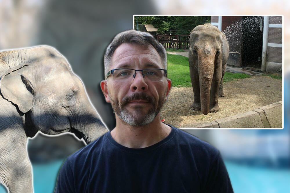 SLONICA TVIGI OKUPANA NA 87. ROĐENDAN ZOO VRTA: Biolog za Espreso otkrio kako životinje PODNOSE VRUĆINE (VIDEO)