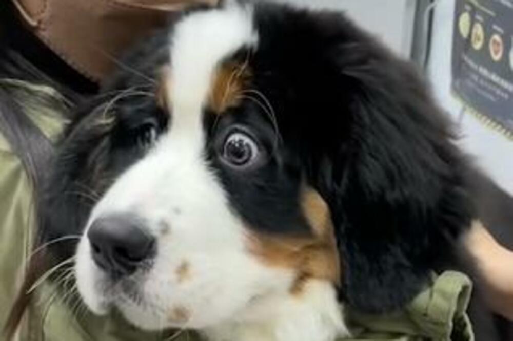 NAJHRABRIJI PAS NA SVETU, ĆE VAS RASPLAKATI: Odveli su ga kod VETERINARA, zbog njegove reakcije SRCE PUCA (VIDEO)